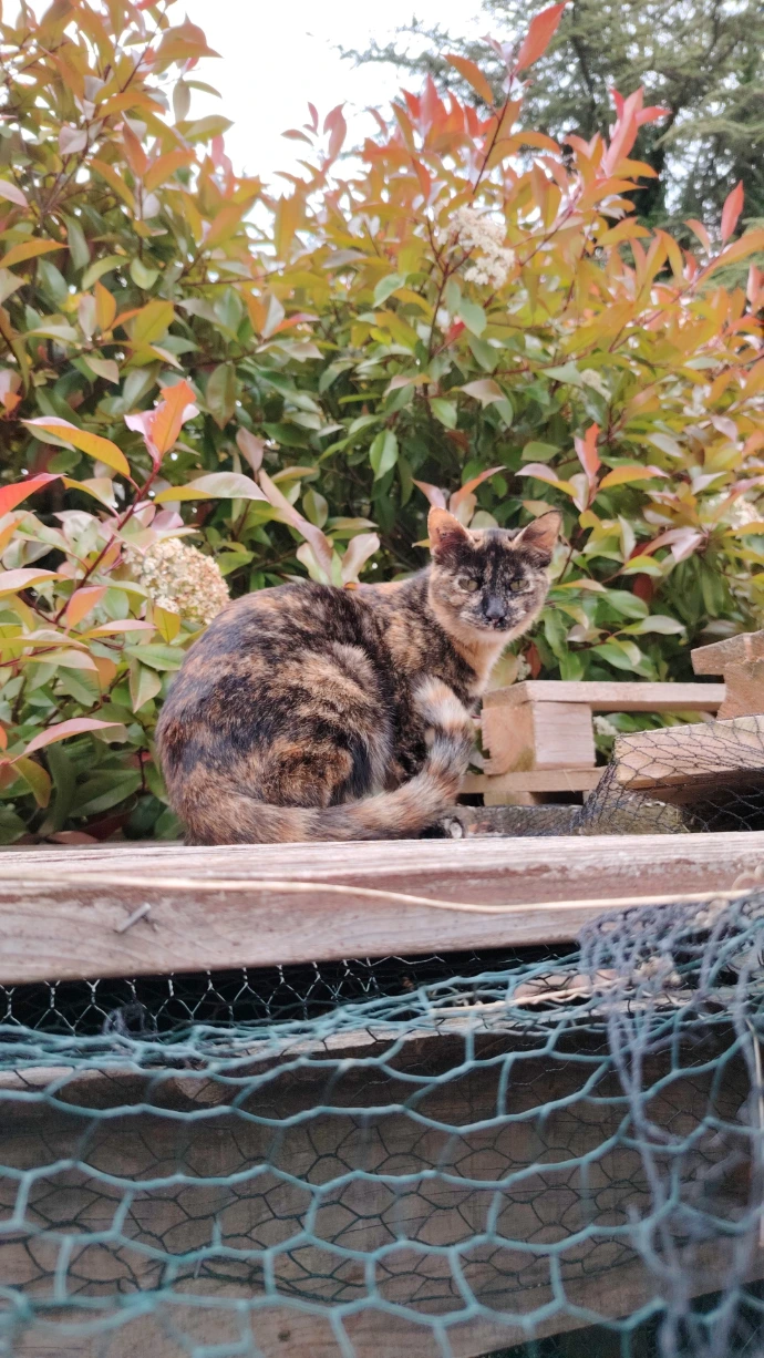 Giuseppina