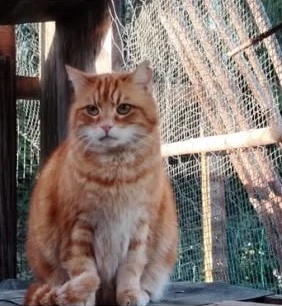GARFIELD
