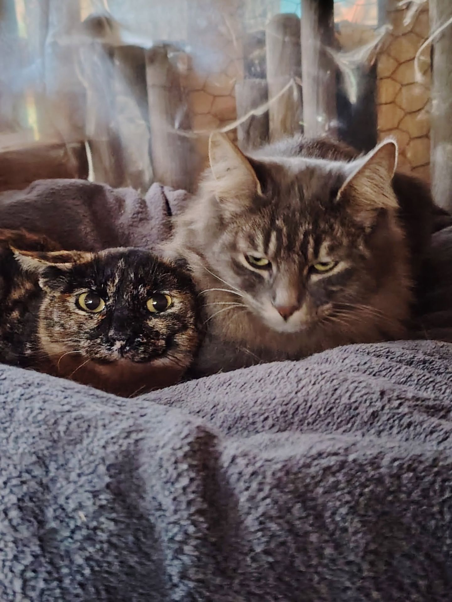 GIUSEPPINA & BOUTON