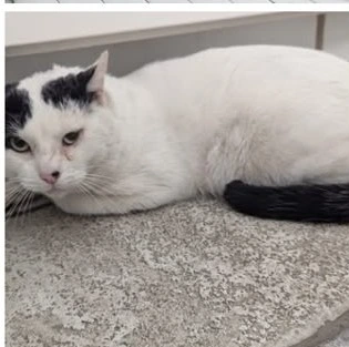 CICCIO