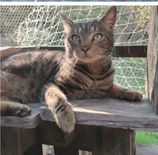 GINO